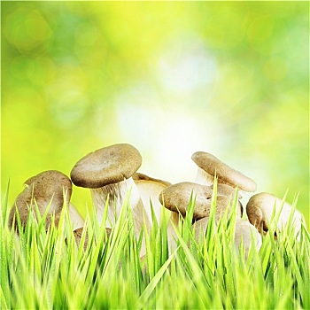 蘑菇,树林,构图