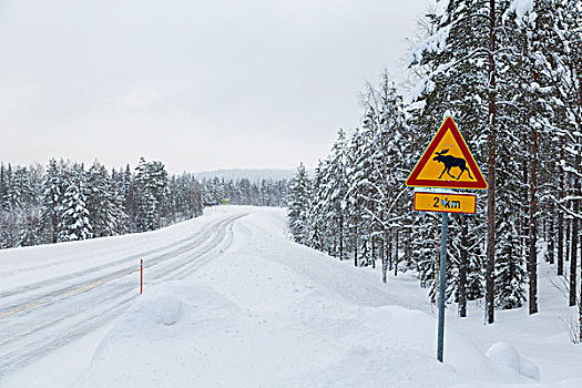 驼鹿,标识,雪,冬天,道路,拉普兰,北方,芬兰
