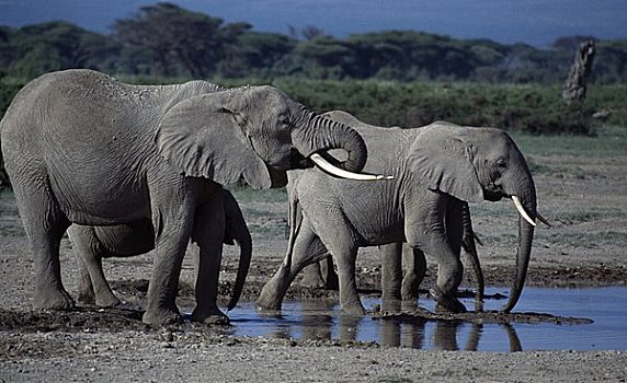 非洲象,幼兽,水坑