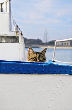 水手,猫