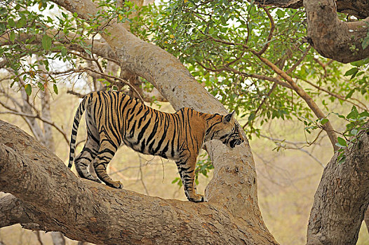 虎,攀登,榕属植物,树,伦滕波尔国家公园,地区,拉贾斯坦邦,印度,亚洲