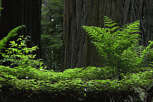 红杉,州立公园,加利福尼亚,美国