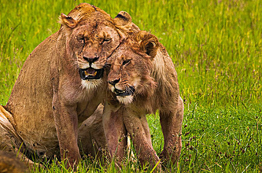 非洲狮,恩戈罗恩戈罗,保护区,坦桑尼亚