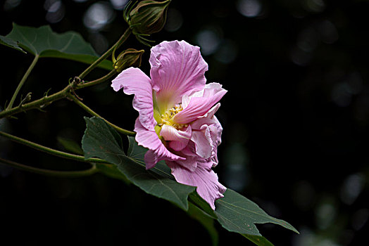 木芙蓉,木莲,芙蓉花