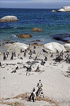 南非,西海角,开普敦,漂石,海滩,家,小,生物群,非洲,企鹅