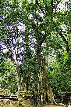 柬埔寨的树