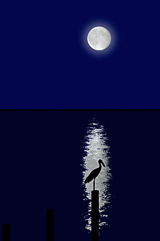 月亮,影子,海中