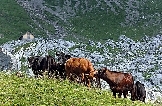母牛,阿尔卑斯山,广东,瑞士