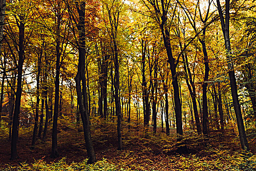 秋天,树林