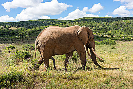 南非,国家公园,公象
