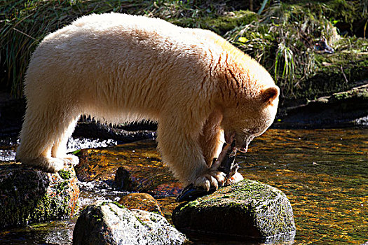 白灵熊,美洲黑熊,灵熊,喂食,粉色,三文鱼,太平洋鲑属,大熊雨林,不列颠哥伦比亚省,加拿大