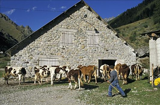 法国,滨海阿尔卑斯省,马尔康杜,母牛