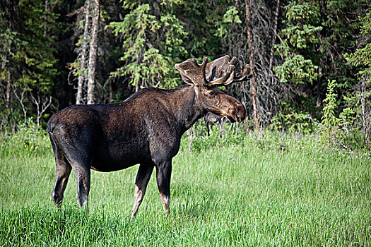 驼鹿,雄性动物,不列颠哥伦比亚省,加拿大
