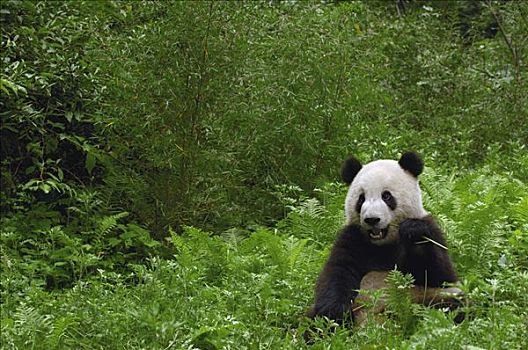 大熊猫,靠近,竹林,卧龙,中国,研究中心,卧龙自然保护区,四川