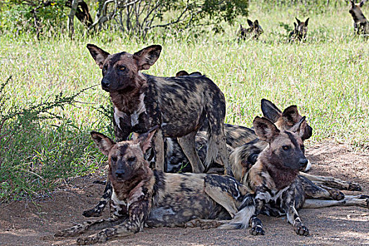 非洲野狗,非洲,涂绘,狗,非洲野犬属,克鲁格国家公园,南非