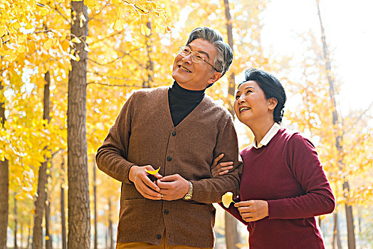 在银杏林散步的老年夫妻