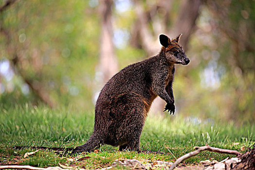 沼泽,小袋鼠,双色,成年,警惕,高,南澳大利亚州,澳大利亚,大洋洲