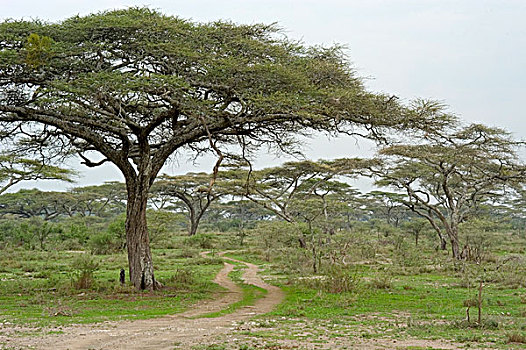 道路,东非,坦桑尼亚,塞伦盖蒂