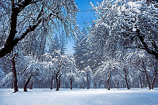 雪,苹果园,松树,优胜美地山谷,优胜美地国家公园,加利福尼亚