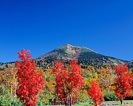 山,秋叶