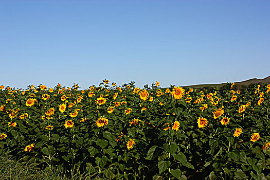 夏天的田野