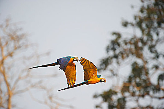 蓝黄金刚鹦鹉,黄蓝金刚鹦鹉,亚马逊河,秘鲁,南美