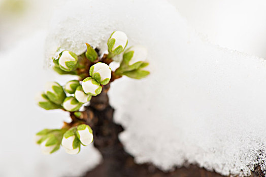 李子花蕾被雪包裹,生命力顽强的植物