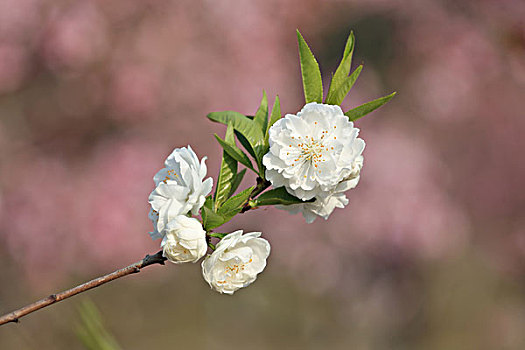 桃花,自然