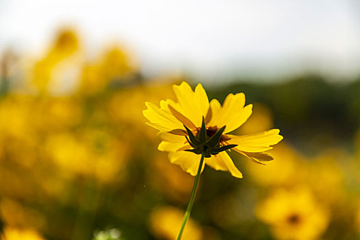 鮮花