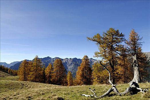 老,落叶松,落叶松属,高山,山脉,背景,埃尔瓦尔德,奥地利,欧洲