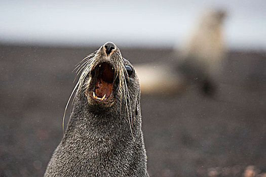南极软毛海豹,毛海狮,欺骗岛,南极