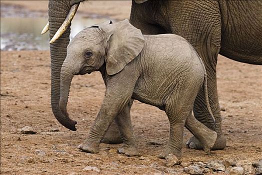 幼兽,非洲象,母兽,肯尼亚,侧面