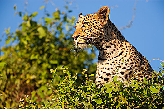 豹,树上,暸望,莫雷米禁猎区,奥卡万戈三角洲,博茨瓦纳