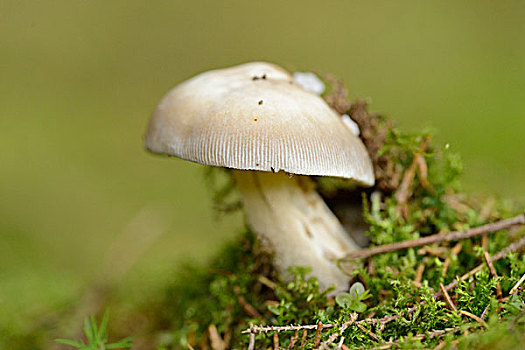 特写,蘑菇,伞形毒菌,树林,巴伐利亚,德国