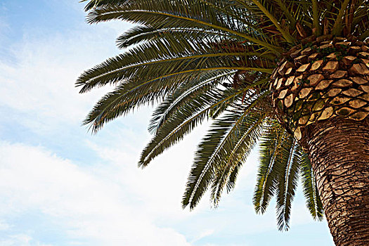 仰视,棕榈树,蓝天