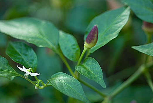 黎明,辣椒,植物