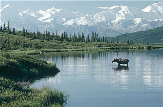 驼鹿,美洲驼鹿,旺湖,德纳利国家公园和自然保护区,阿拉斯加