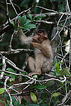 短尾猿,猪尾,进食,树上,婆罗洲,马来西亚