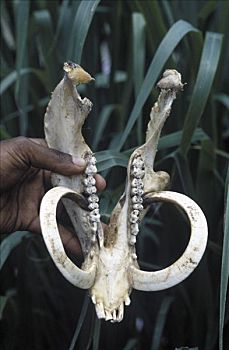 颚部,獠牙,岛屿,瓦努阿图