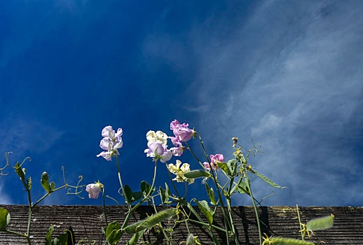 麝香豌豆花,云