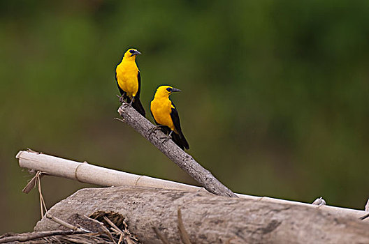 黄鹂,山鸟类,一对,厄瓜多尔