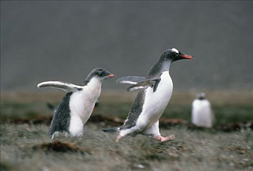 巴布亚企鹅,幼禽,追逐,父母,食物,南乔治亚