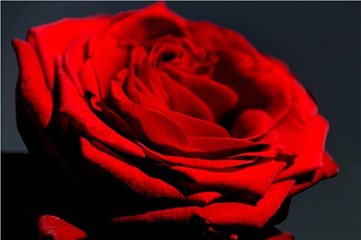 红色,玫瑰