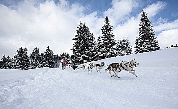 雪橇,狗队,冬日树林,雪橇狗,比赛,巴伐利亚,德国,欧洲