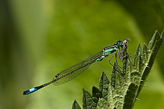蓝尾蜻蛉,长叶异痣蟌,蚊子,捕食,荷兰
