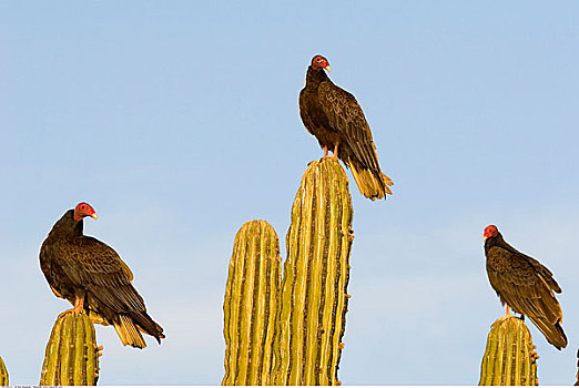 美洲鹫,仙人掌,墨西哥