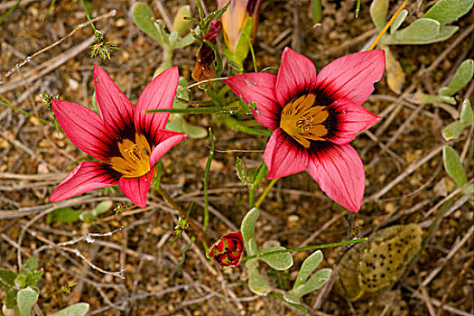 花,西海角,南非