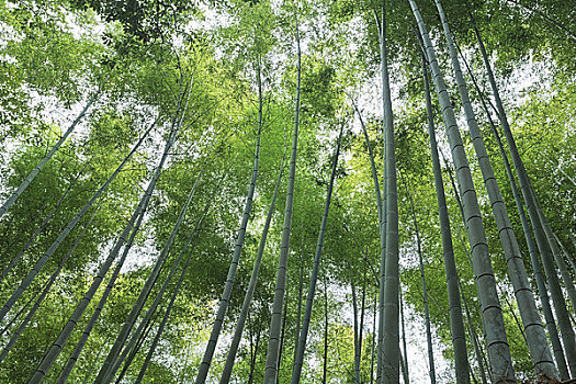 竹林,岚山,京都,京都府,关西,本州,日本