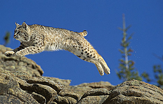 美国山猫,短尾猫,成年,跳跃,石头,加拿大