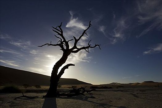 枯木,逆光,干燥,黏土,死亡谷,索苏维来地区,纳米布沙漠,纳米比亚
